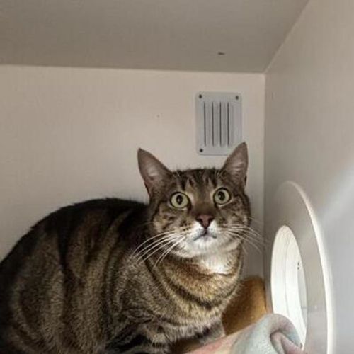 Ozzie - Domestic Short Hair Cat