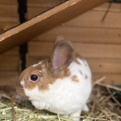 Tana - Mini Lop Rabbit