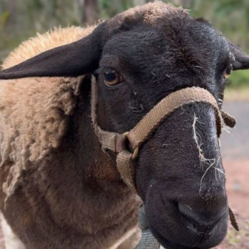 Hope and Tripsy -  Sheep