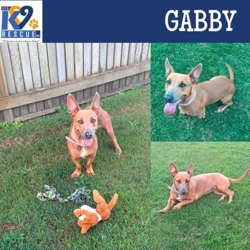 Gabby - Dachshund Dog