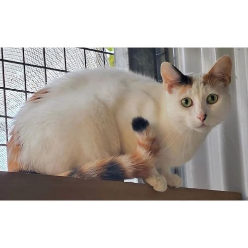 10717 - Elsa - Domestic Short Hair (DSH) Cat