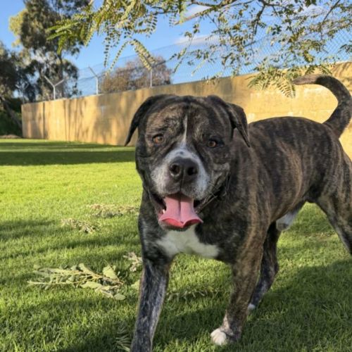 Toby - American Staffordshire Terrier Dog