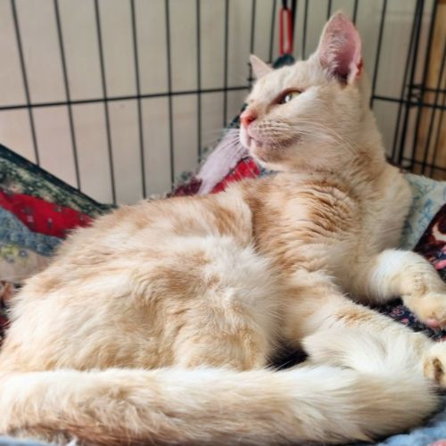 Gretle  - Domestic Short Hair (DSH) Cat