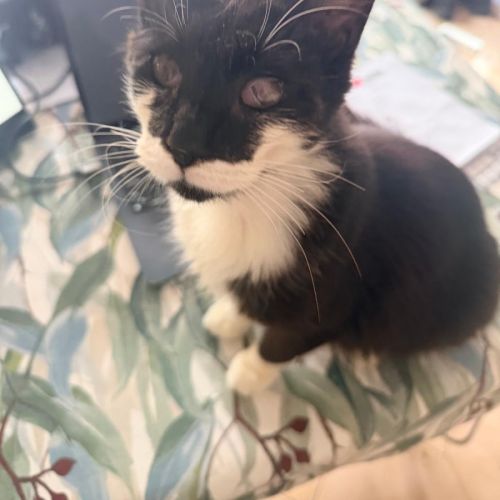 Gilbert - Domestic Medium Hair (DMH) Cat