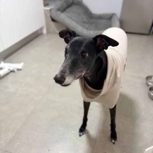 Tee - Greyhound Dog