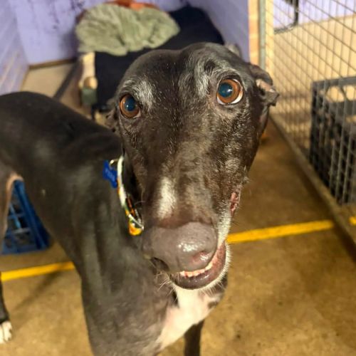 Ferb The Greyhound - Greyhound Dog