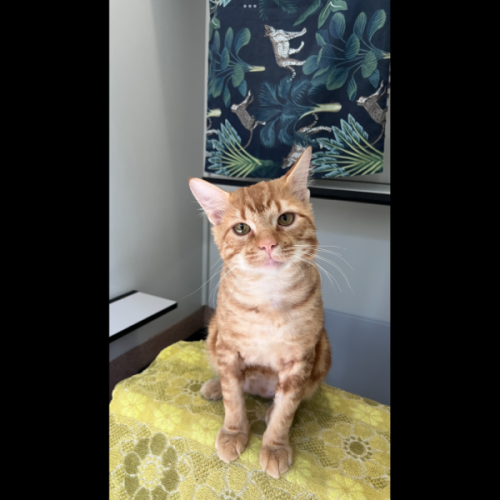 Tyson - Domestic Short Hair (DSH) Cat