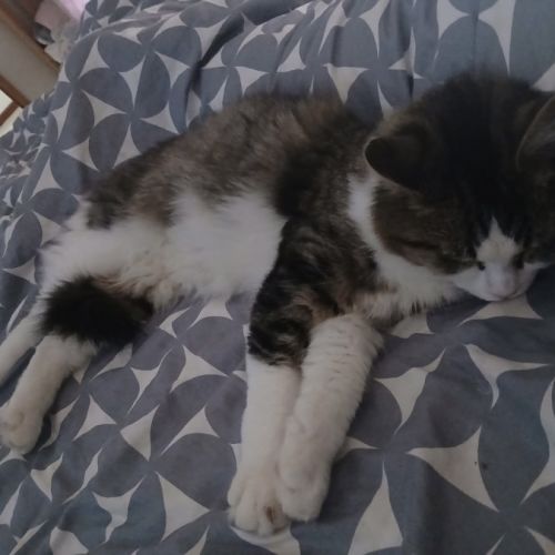 Frankie  - Domestic Medium Hair (DMH) Cat