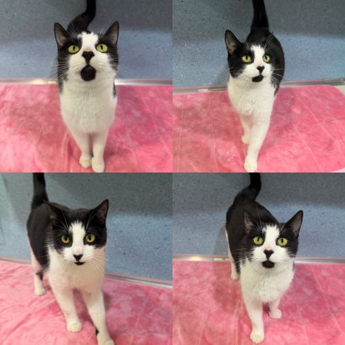 Cleo - Domestic Short Hair (DSH) Cat