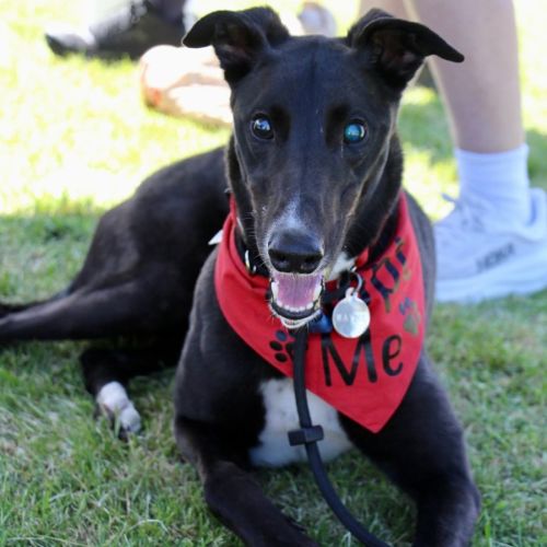 Wayne - Greyhound Dog