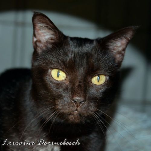 Black Beauty - Domestic Short Hair Cat
