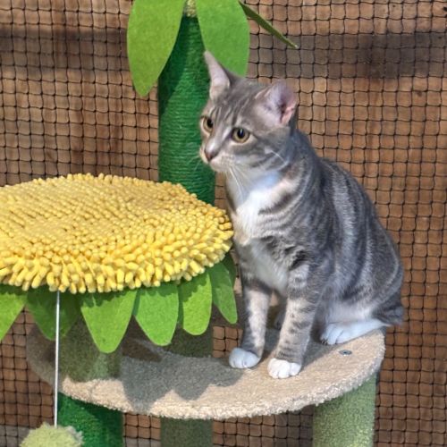 Daisy  - Domestic Short Hair (DSH) Cat