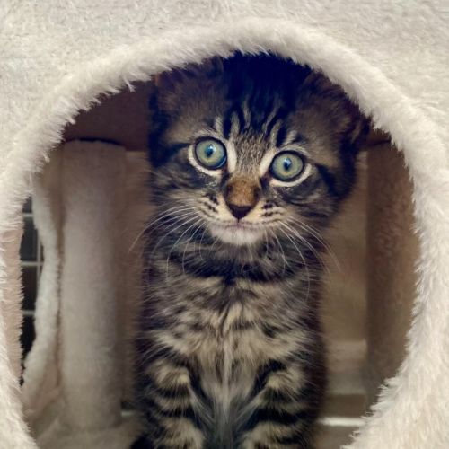 Sabo - Domestic Medium Hair (DMH) Cat