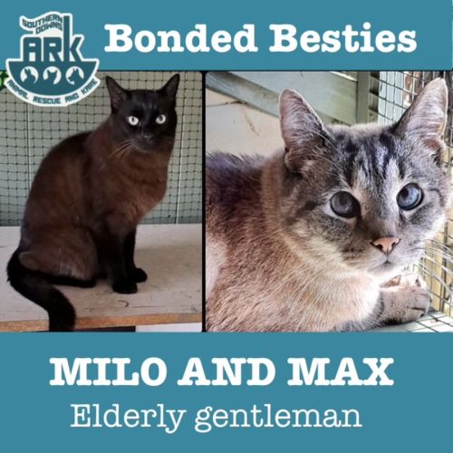 Max and Milo - Manx x Siamese x Tonkinese Cat