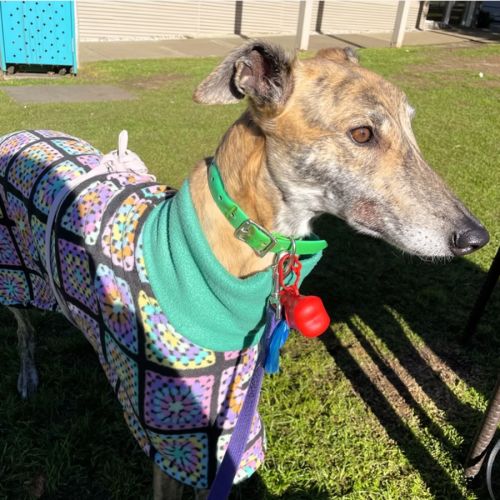 Jordy - Greyhound Dog