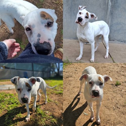 Panda - American Bulldog
