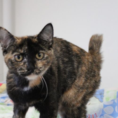 Fendi - Domestic Short Hair (DSH) Cat