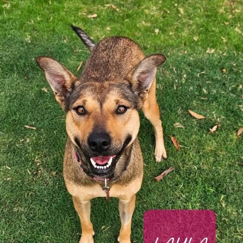 Layla - Australian Kelpie x Staffordshire Bull Terrier Dog