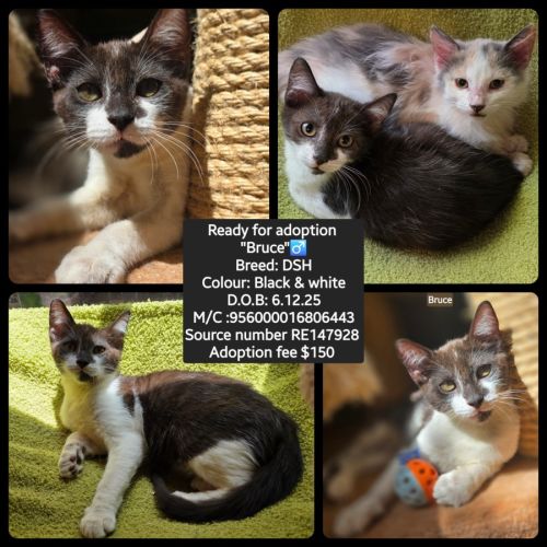 Bruce - Domestic Short Hair (DSH) Cat