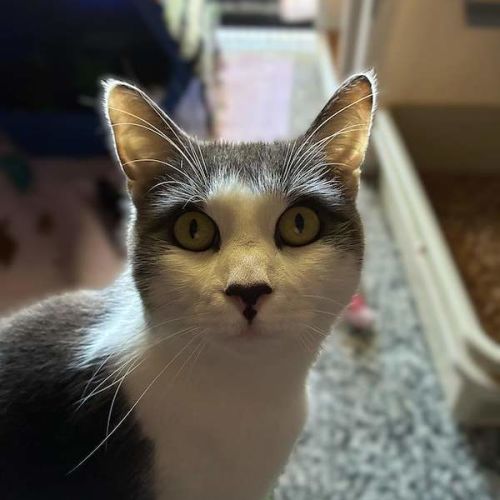 Indigo - Domestic Short Hair (DSH) Cat