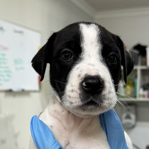 Oreo - Kelpie x English Staffordshire Bull Terrier Dog