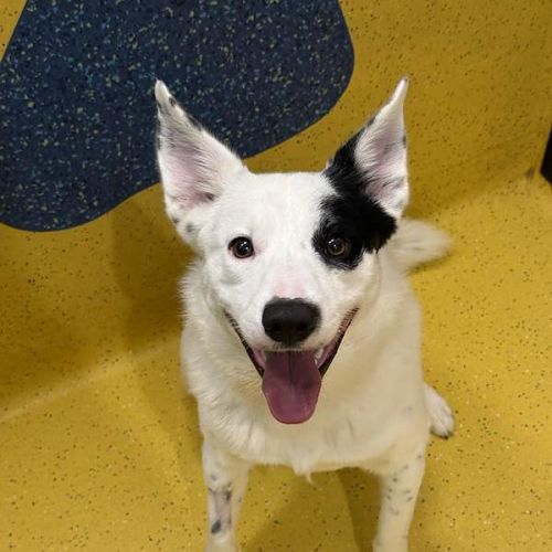 Kerser - Australian Cattle Dog