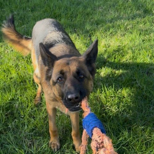 Shadow - German Shepherd Dog