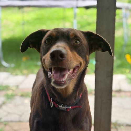 Digger - Australian Kelpie Dog