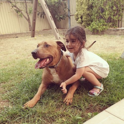 Wade - Rhodesian Ridgeback x American Staffordshire Terrier Dog