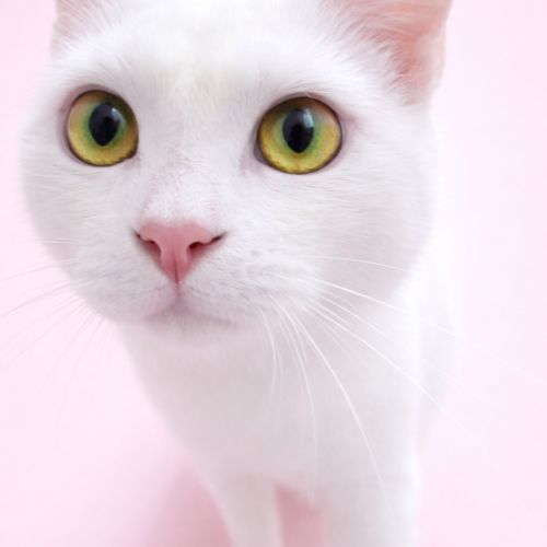 China - Domestic Short Hair (DSH) Cat