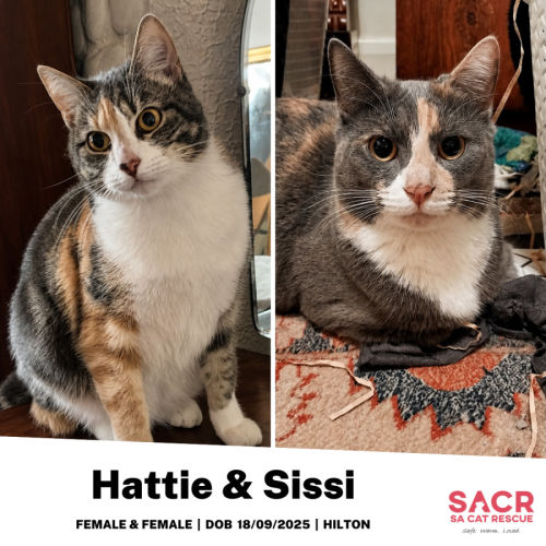 Hattie & Sissi - Domestic Short Hair (DSH) Cat