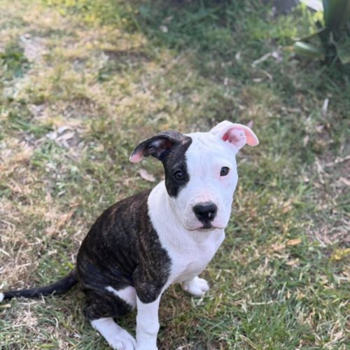Bocconcini - American Staffordshire Terrier Dog