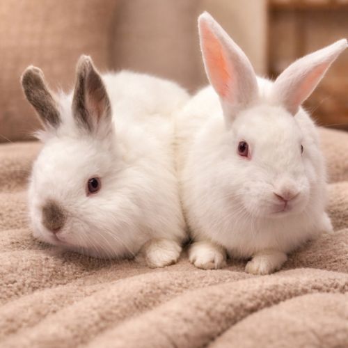 Amelia and Snowman - Cashmere Lop Rabbit