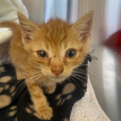 Burrito and Tootsweet - Domestic Short Hair (DSH) Cat