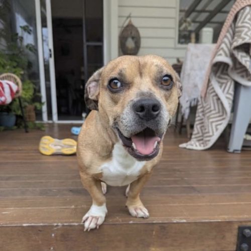 Lemon - 2 Year Old Dachshund X French Bulldog - Dachshund x French Bulldog