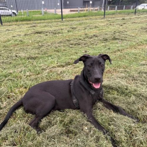 Ulani - Bull Arab Dog