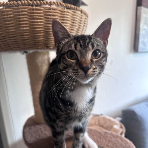 Percy - Domestic Short Hair (DSH) Cat