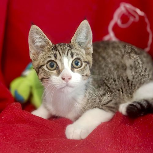 Chip - Domestic Short Hair Cat