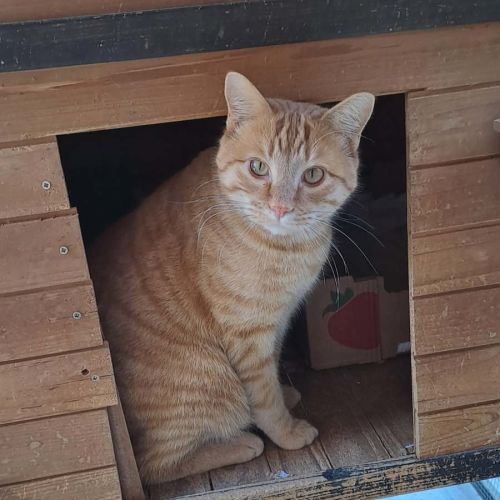 Ludo - Domestic Short Hair (DSH) Cat