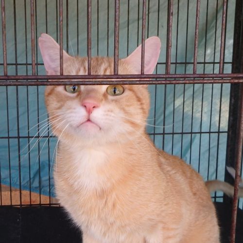 Brick - Domestic Short Hair (DSH) Cat