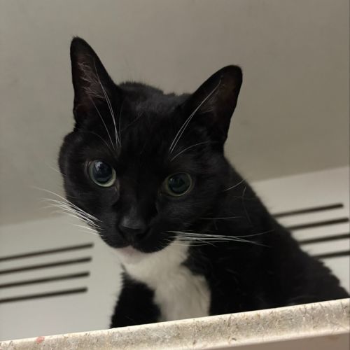Smokey  - Domestic Short Hair (DSH) Cat