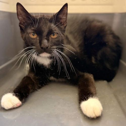 12819 - Tom - Domestic Short Hair (DSH) Cat