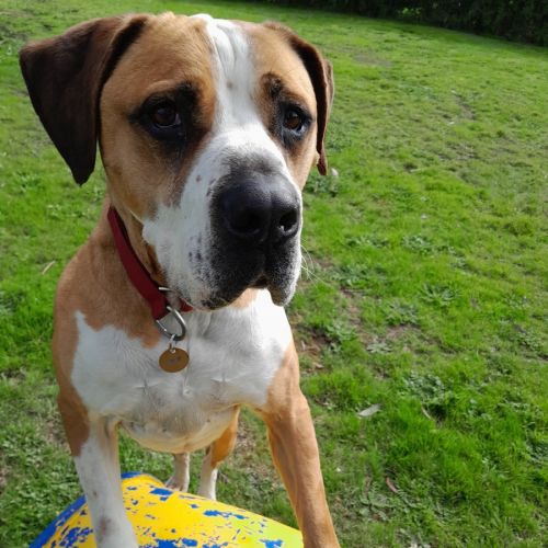 Ralph - American Bulldog