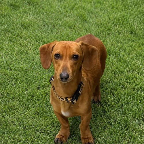 Hank the Sausage! - Dachshund Dog