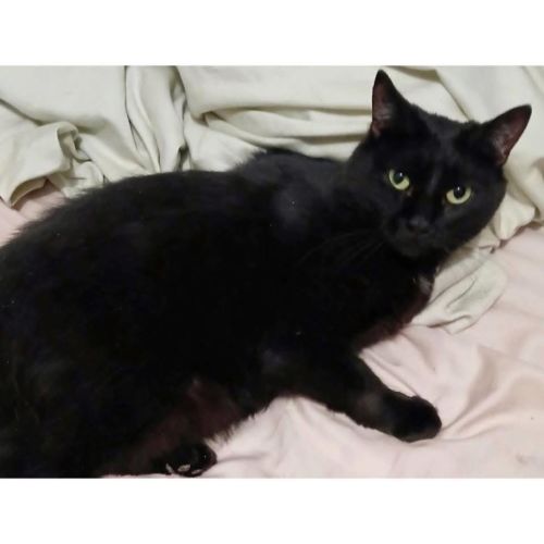 7171 - Sprite - Domestic Short Hair (DSH) Cat