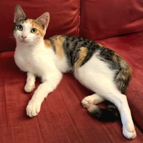 Daphne - Domestic Short Hair (DSH) Cat