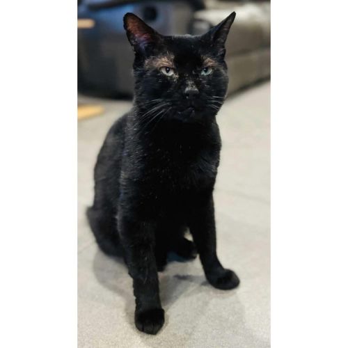 11162 - Bob - Domestic Short Hair (DSH) Cat