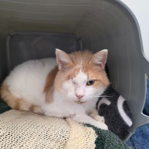 Loki - Domestic Short Hair (DSH) Cat