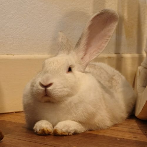 Pavlova - Flemish Giant Rabbit