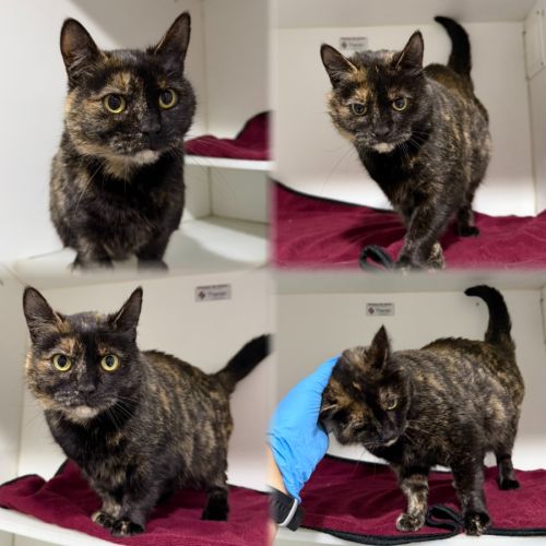 Birdy - Domestic Short Hair (DSH) Cat
